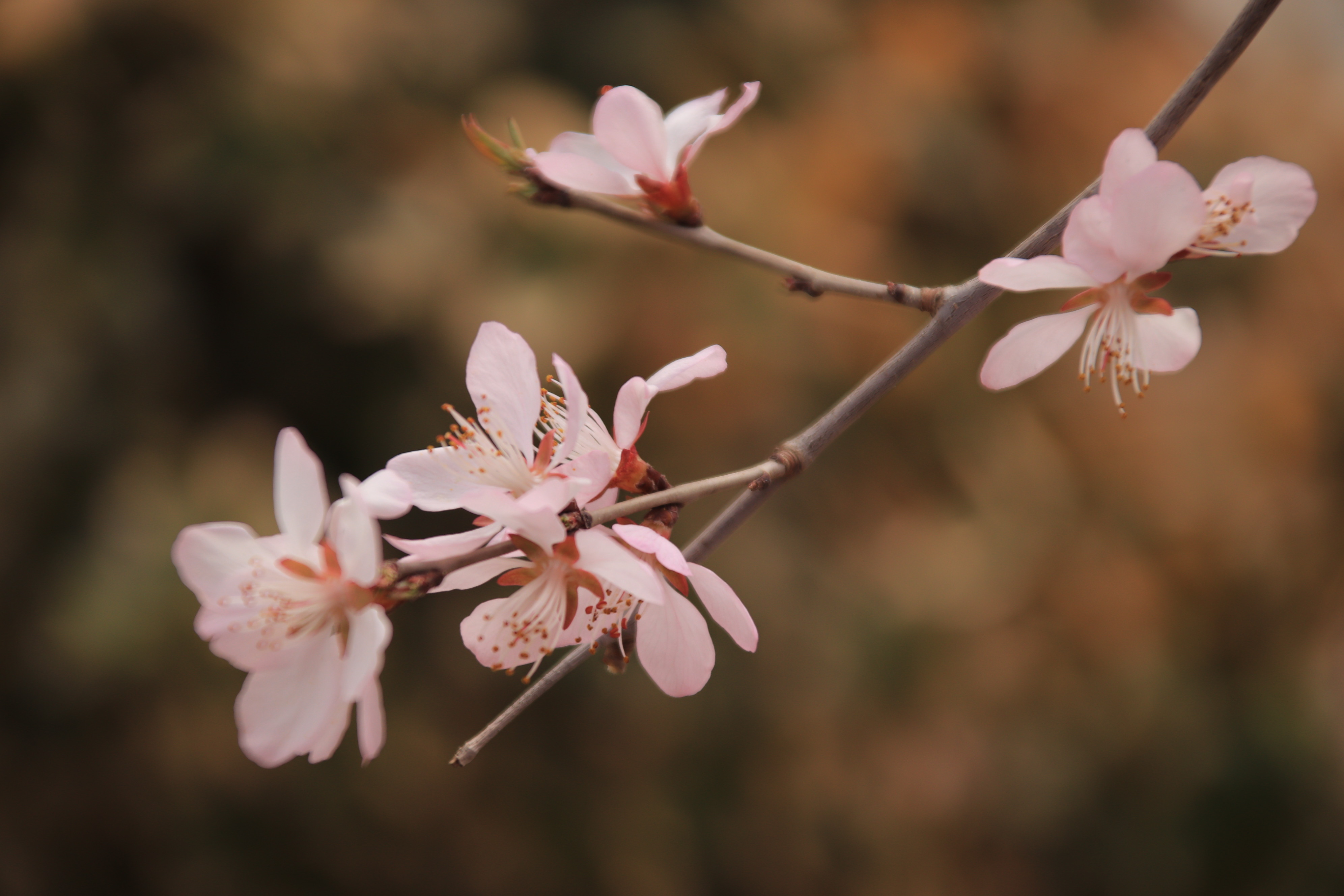 下花園區：桃花次第開  群蕊競芳菲
