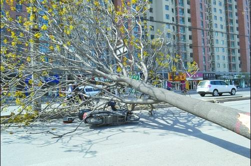 桥西：大树被风刮倒 社区紧急处理