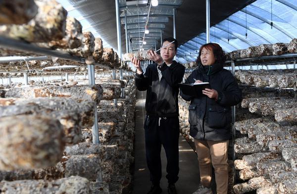 涿鹿：“小蘑菇”种出致富“大产业”