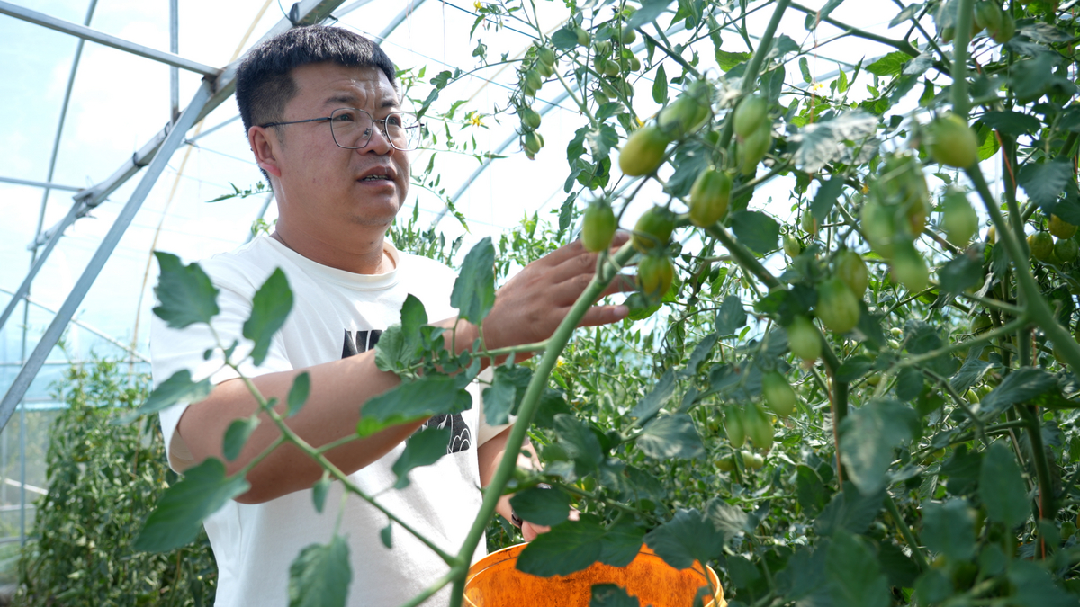 盐碱地种下“致富果”