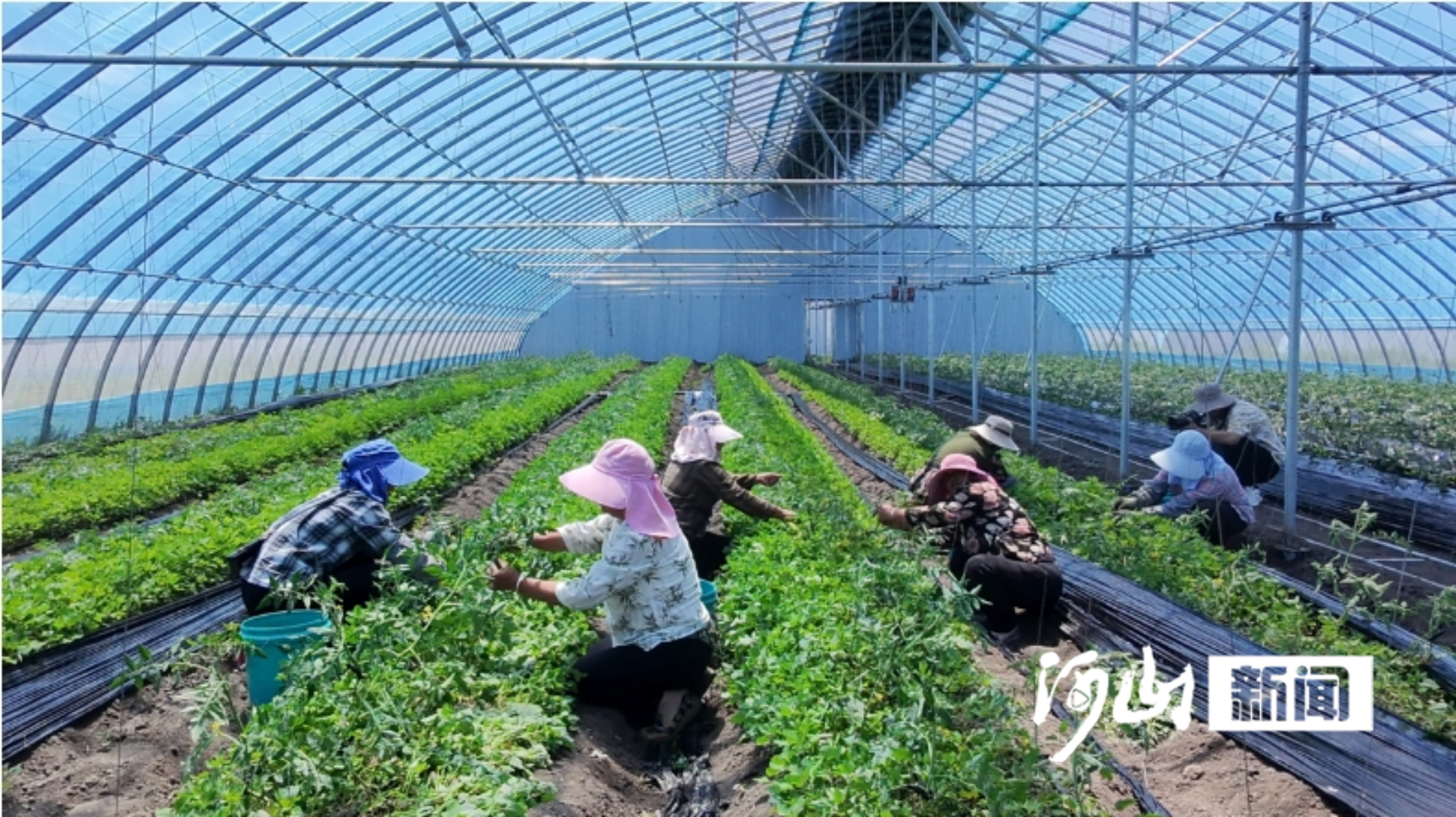 冷凉沃土育错季好菜，张家口沽源“蔬”写乡村振兴好“丰”景