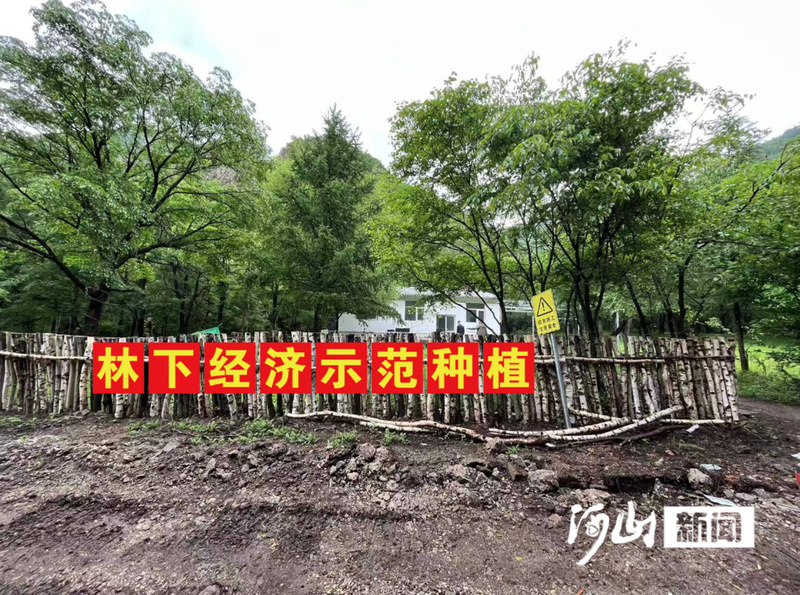 林下新贵好生金——赤城多点发力做强林下经济赋能乡村振兴(图1)