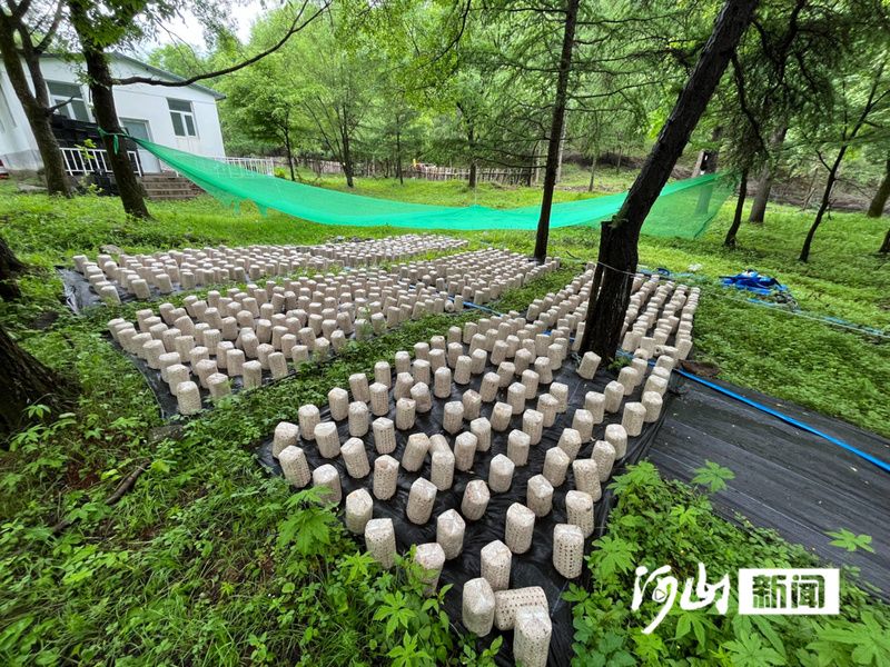 林下新贵好生金——赤城多点发力做强林下经济赋能乡村振兴(图2)